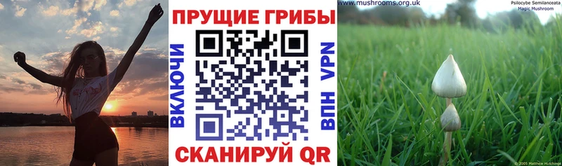 Псилоцибиновые грибы Psilocybine cubensis  Армянск 